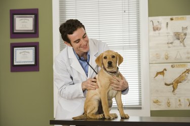 Vet examining puppy