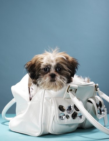 Puppy sitting in handbag