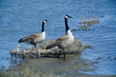 Canada Geese and their young