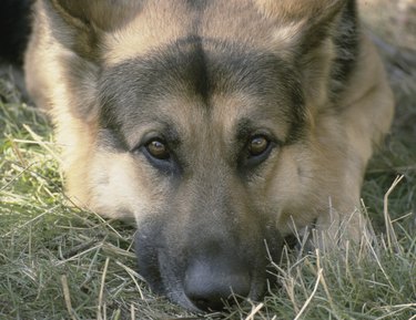 German Shepherd dog lying in grass