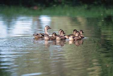 Mallard duck and babies floating in water