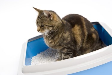 Cat in litter box