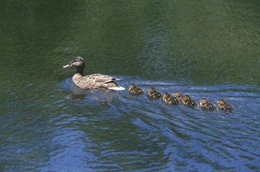Mother duck with baby ducks trailing in water