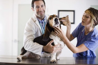 Male and female veterinarian inspecting dog's ear