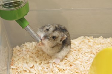 Best water bottle store for dwarf hamster