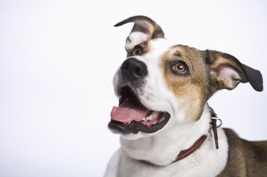 Closeup of a brown and white dog's face