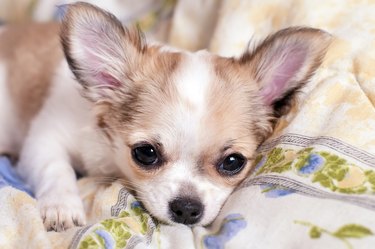 sweet chihuahua puppy luxuriating in bed