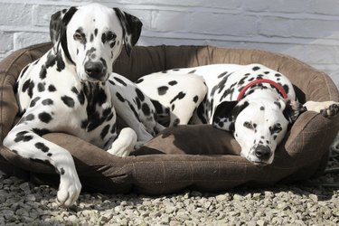 Two Dalmatians laying in bed.