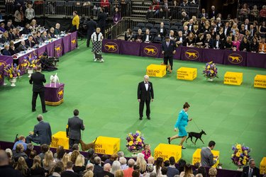 Dogs Compete In The 139th Annual Westminster Kennel Club Dog Show