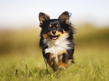 white and tan long haired chihuahua