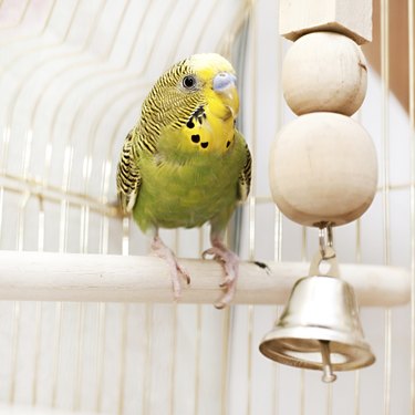 green domestic budgie