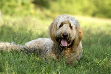 Golden doodle dog lying in grass