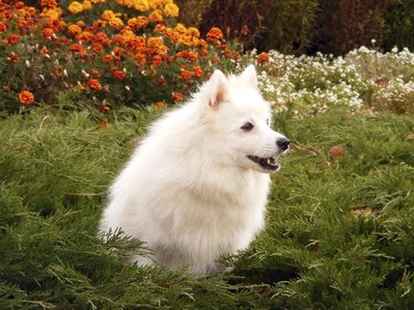 White fluffy Japanese spitz dog barking in a garden