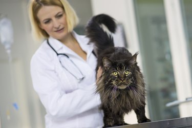 Veterinarian Physician Examining A Cat