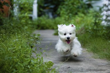 cute westie dog run fast like flying