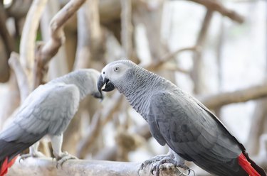 African Grey Parrot