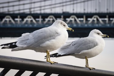 Seagulls at  Brooklyn Bridge Park
