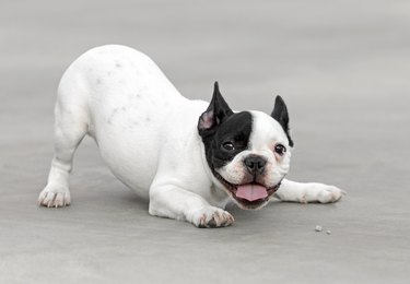 Young French Bulldog dog