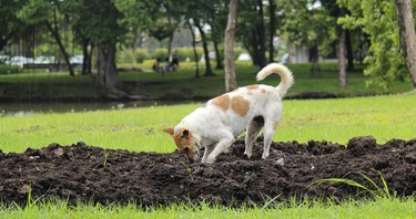 White dog with brown spots digging in a pile of dirt