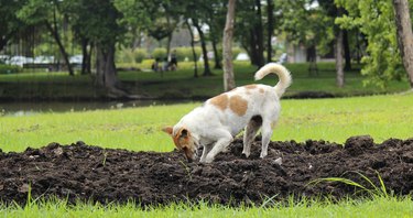 Cedar chips 2024 for dog run