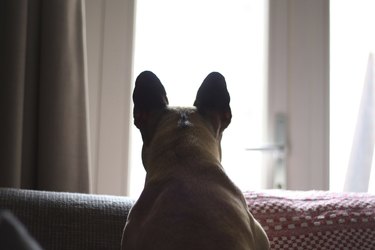 Dog looking at window from couch