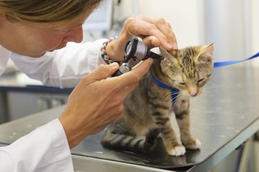 Tabby kitten on the table being examined by a veterinarian.