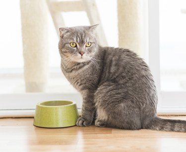 Cat and pet bowl