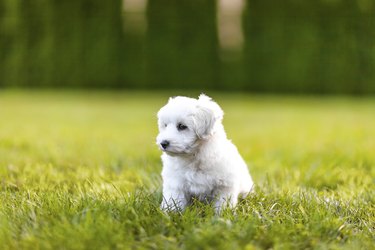 Puppy in a gras