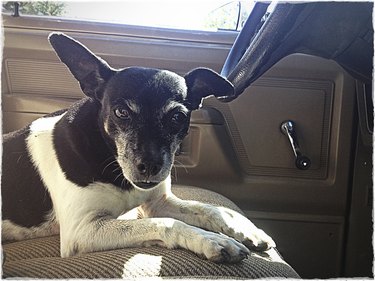 what is the difference between a feist and a rat terrier