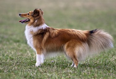 Shelties in a meadow