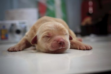 A newborn golden retriever on an exam table.