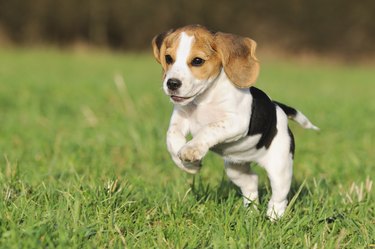 Beagle puppy 3 months running