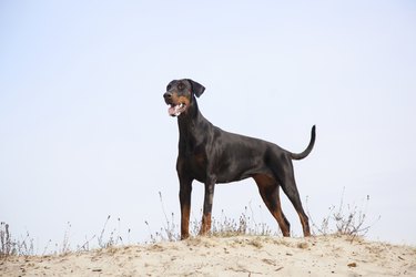 doberman standing in the sand