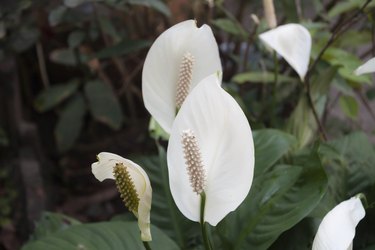 Beautiful white spathiphyllum flower (Peace Lily)