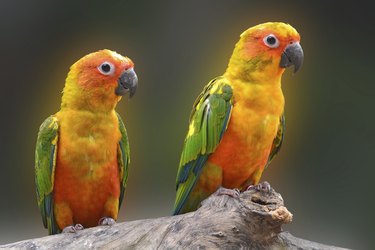 Two colorful pet birds