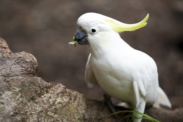 White cockatoo on rock