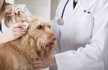 Dog having ear examination