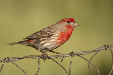 Male House Finch