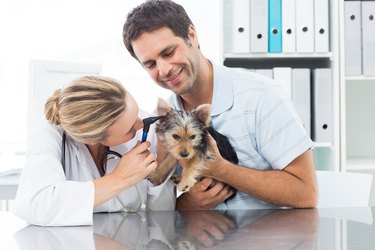 Veterinarian examining ear of puppy