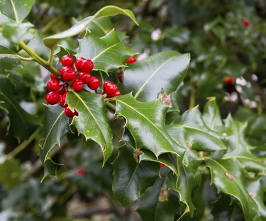 are blue holly bushes safe for dogs