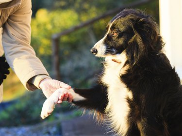 Dog paw and human hand doing a handshake outdoor