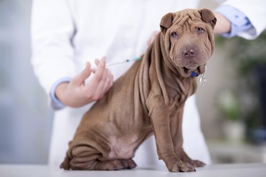 veterinary surgeon is giving the vaccine to the dog Shar-Pei