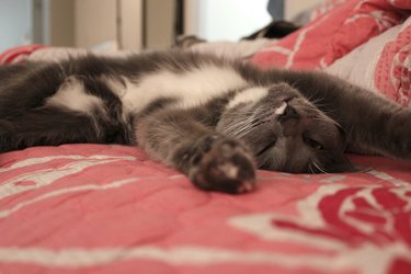 Small gray and white cat sleeping on her back on a bed