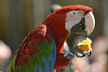 Close up of a Scarlet macaw eating fruit