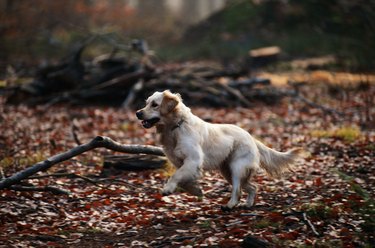 Dog running on dry leaves