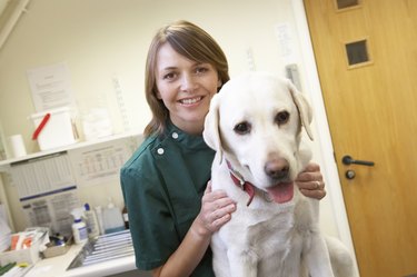 Vet examining large white dog