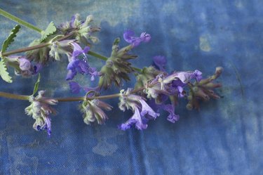 Nepeta sprig on blue