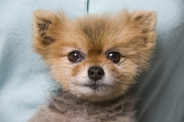 Close-up of Pomeranian puppy