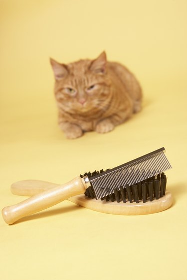 Homemade hairball 2025 remedy for cats