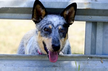 A blue heeler looking through a wooden gate